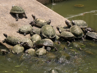 the murky tortoise filled Liberation Pond